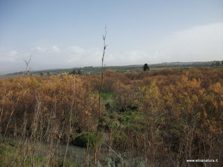 lle del Simeto-24-02-2013 10-26-23